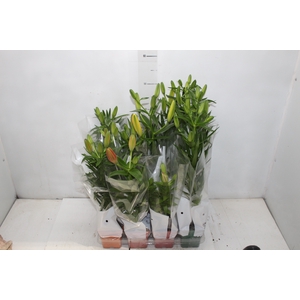 LIRIO VARIADO P12 QUADRADO