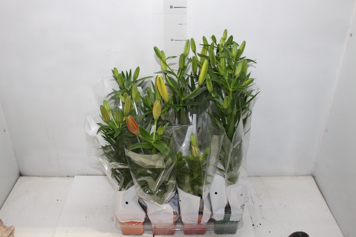 <h4>LIRIO VARIADO P12 QUADRADO</h4>