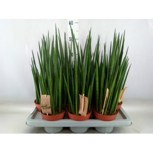 Sansevieria bacularis