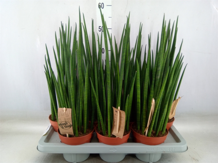 <h4>Sansevieria bacularis</h4>