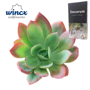 Echeveria Luella Cutflower Wincx-8cm