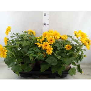 Helianthus an. 'Sunblast'