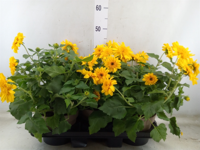 <h4>Helianthus an. 'Sunblast'</h4>