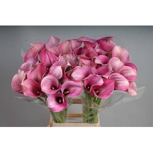 Calla Captain Romance Kallaland