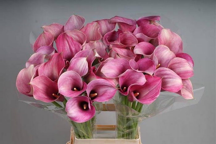 Calla Captain Romance Kallaland