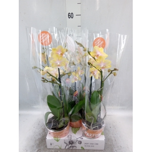 Phalaenopsis multi. 'Ant Bolgheri'