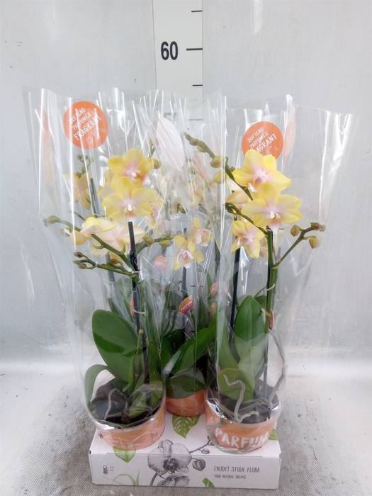 <h4>Phalaenopsis multi. 'Ant Bolgheri'</h4>