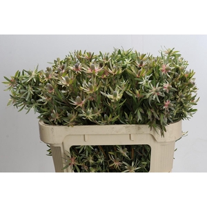 Leucadendron Ayoba Star Pearl