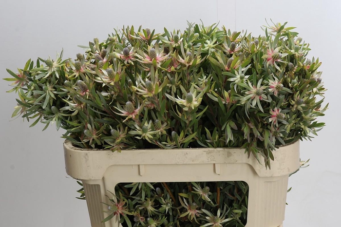 <h4>Leucadendron Ayoba Star Pearl</h4>