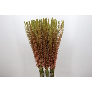 Eremurus Romance