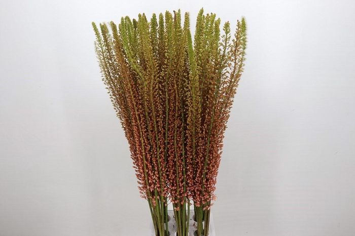 <h4>Eremurus Romance</h4>