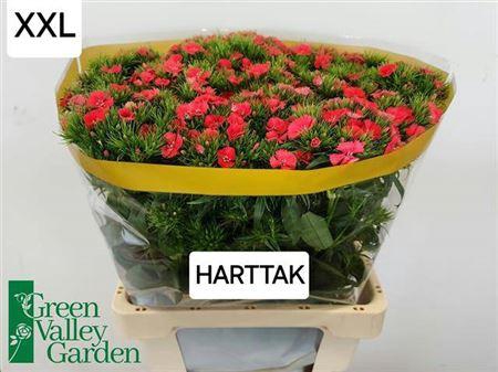 <h4>Di Barb S Will Coral</h4>