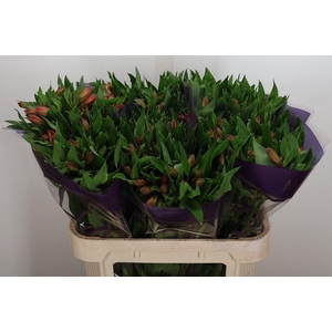 Alstroemeria  'Vixen'