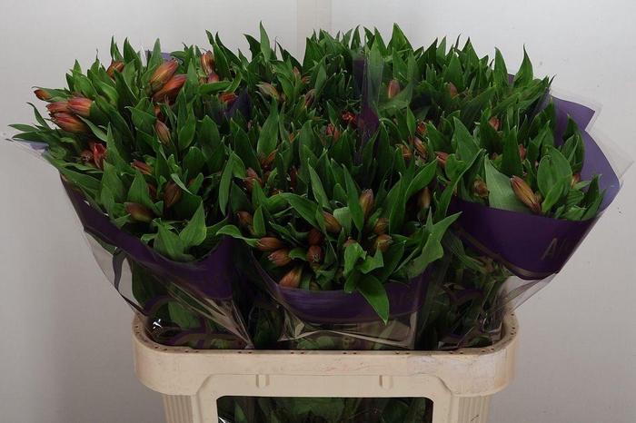 <h4>Alstroemeria  'Vixen'</h4>