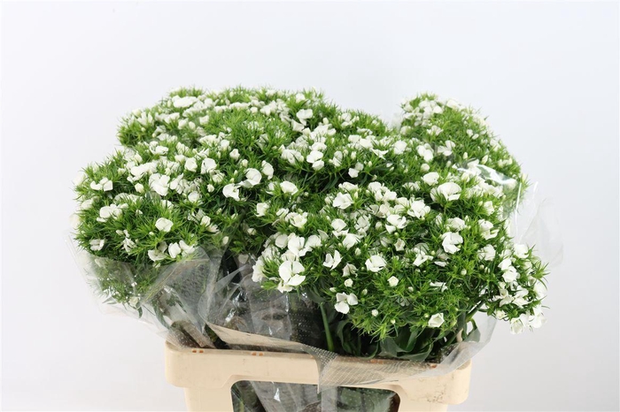 <h4>Di Barb Breanthus Hera Wite</h4>