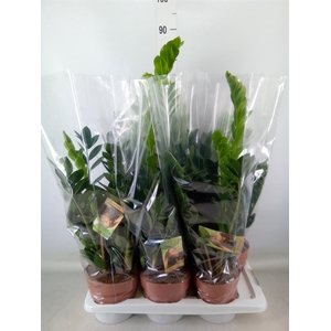 Zamioculcas zamiifolia