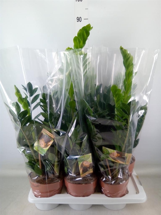 <h4>Zamioculcas zamiifolia</h4>