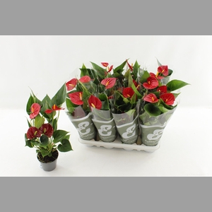 ANTHU AN SUCCESS RED