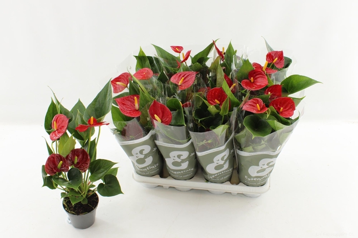 <h4>ANTHU AN SUCCESS RED</h4>