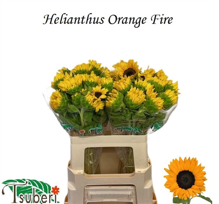 <h4>HELI ORANGE FIRE</h4>