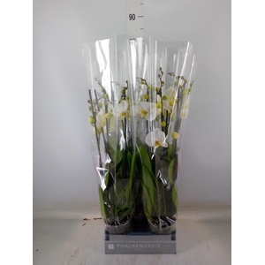 Phalaenopsis  'Ant Nottingham'