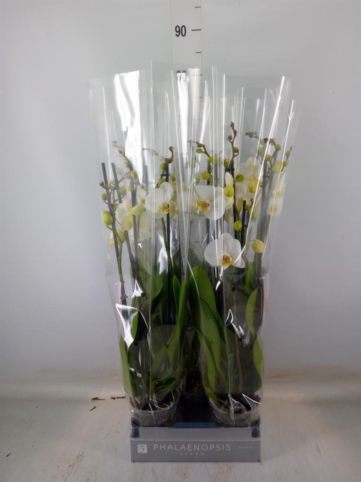 <h4>Phalaenopsis  'Ant Nottingham'</h4>