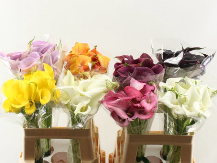 <h4>Calla Mix In Bucket Double</h4>