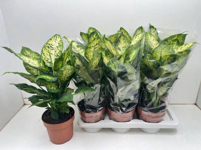 <h4>DIEFF COMPACTA</h4>