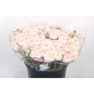 Ran.. Su Hanoi Extra X50