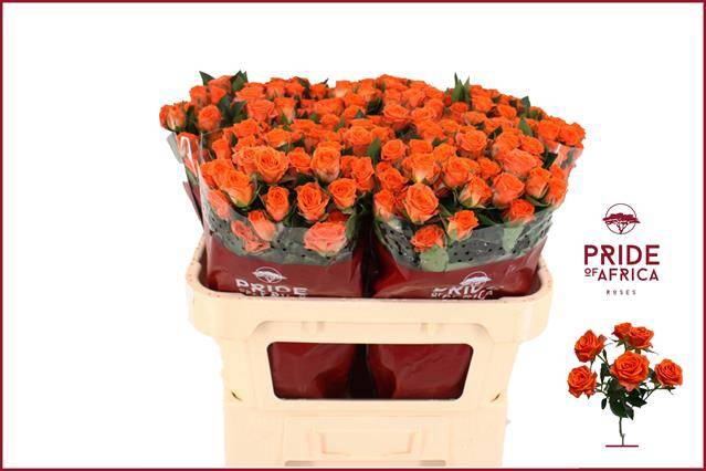 <h4>Rosa spray picanto</h4>