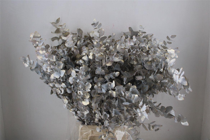 <h4>Euca Cinerea Antiek Wit 200gr Pbs</h4>