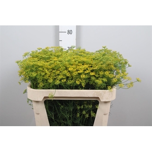 Anet Graveolens