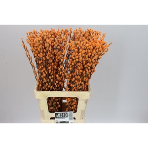 Salix Snow Flake Orange