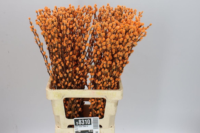 <h4>Salix Snow Flake Orange</h4>