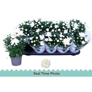 Chrysanthemum Mount Gerlach 12Ø 25cm 3pp