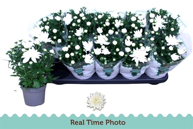 Chrysanthemum Mount Gerlach 12Ø 25cm 3pp