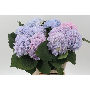 Hydr M Ch Verena Lavendel