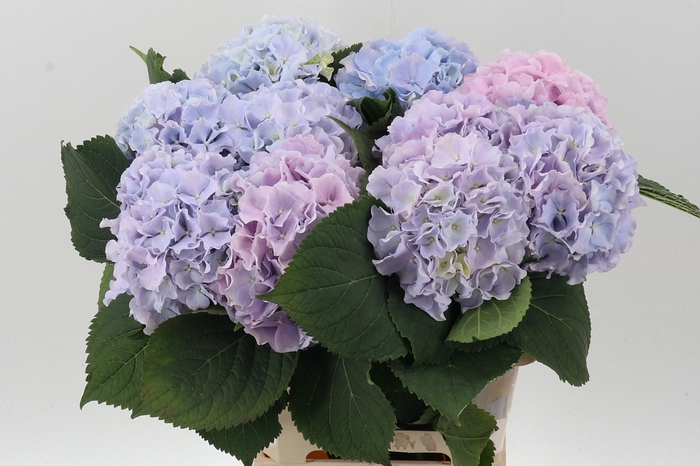 <h4>Hydr M Ch Verena Lavendel</h4>