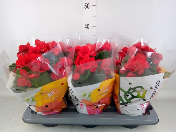 <h4>Begonia elat. DU 'Baladin'</h4>