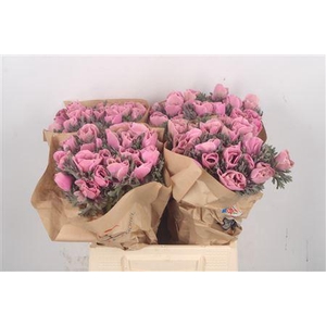 Anemone Powder Pink