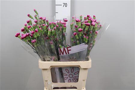 <h4>Di Tr Enigma</h4>