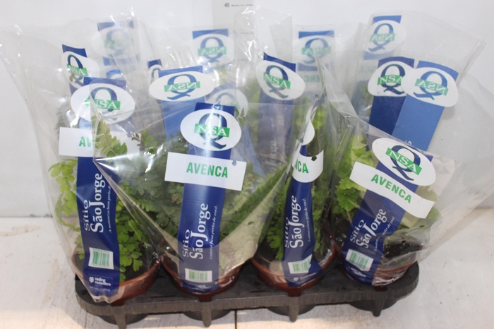 <h4>AVENCA VARIADA P15</h4>