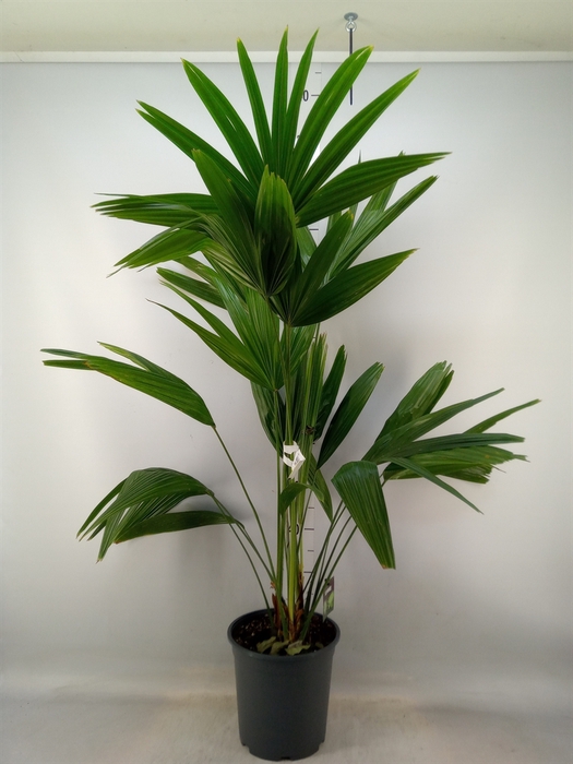 <h4>Palms   ...</h4>