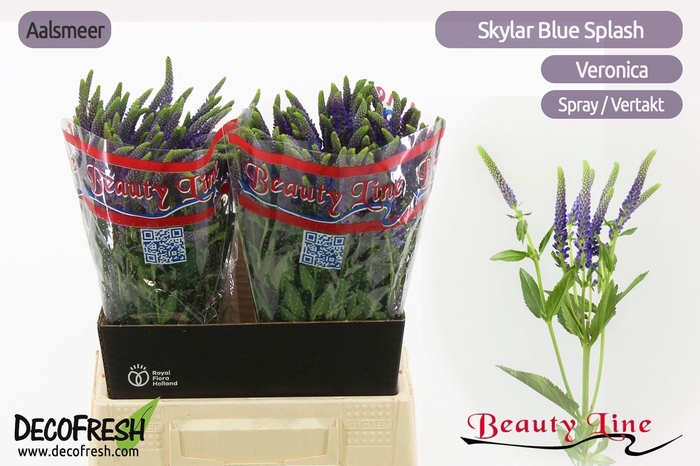 <h4>VERON L SKYLER BLUE</h4>