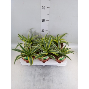 Dracaena frag. 'Surprise'