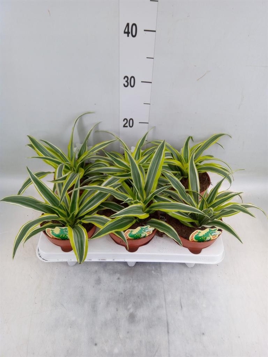<h4>Dracaena frag. 'Surprise'</h4>