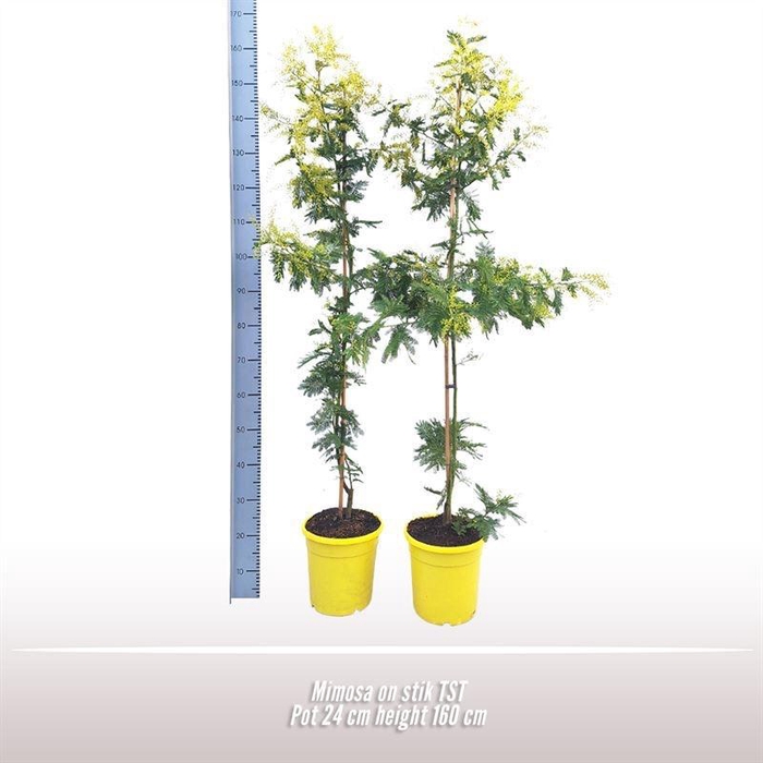 <h4>MIMOSA PUDICA</h4>