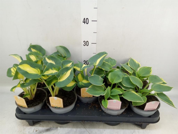 <h4>Hosta   ...</h4>