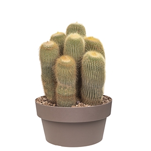 NOTOCACTUS LENINGHAUSII - BOWL Ø 25 (CACTUS)