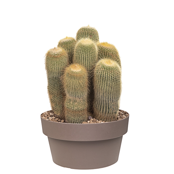 <h4>NOTOCACTUS LENINGHAUSII - BOWL Ø 25 (CACTUS)</h4>